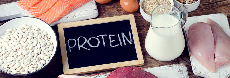 Benefits of Adding Protein to Your Diet