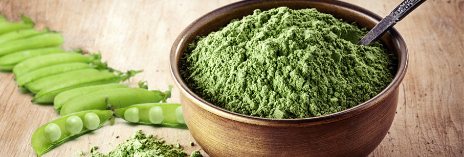 Plant Protein: Is it the Wave of Protein’s Future?